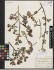 Foto von Salix appendiculata Vill.